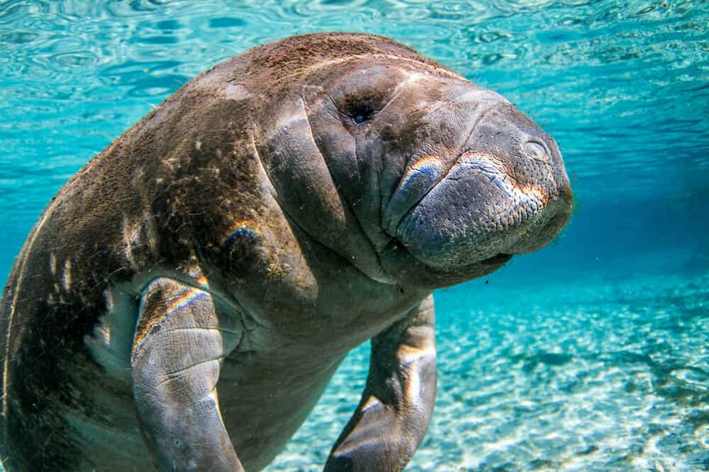 L’uragano Idalia intrappola lamantini nell’entroterra, mettendo a rischio la salute di queste creature marine