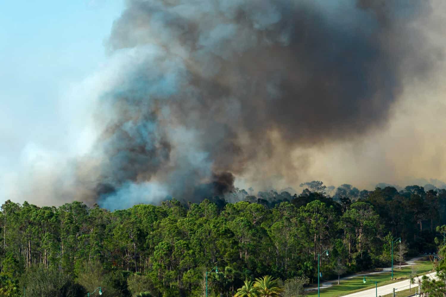 vista aerea di un grande incendio che brucia gravemente nei boschi della giungla della florida fiamme calde con fumo denso nella foresta tropicale