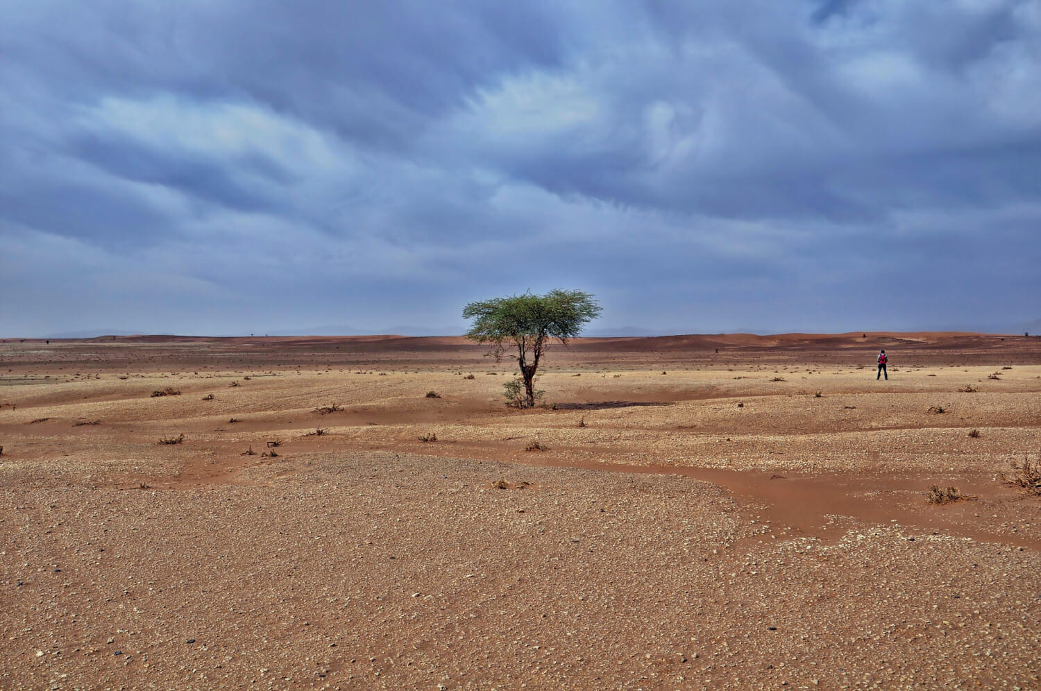 albero solitario in una zona desertica sotto il cielo nuvoloso mozzafiato durante il giorno 1