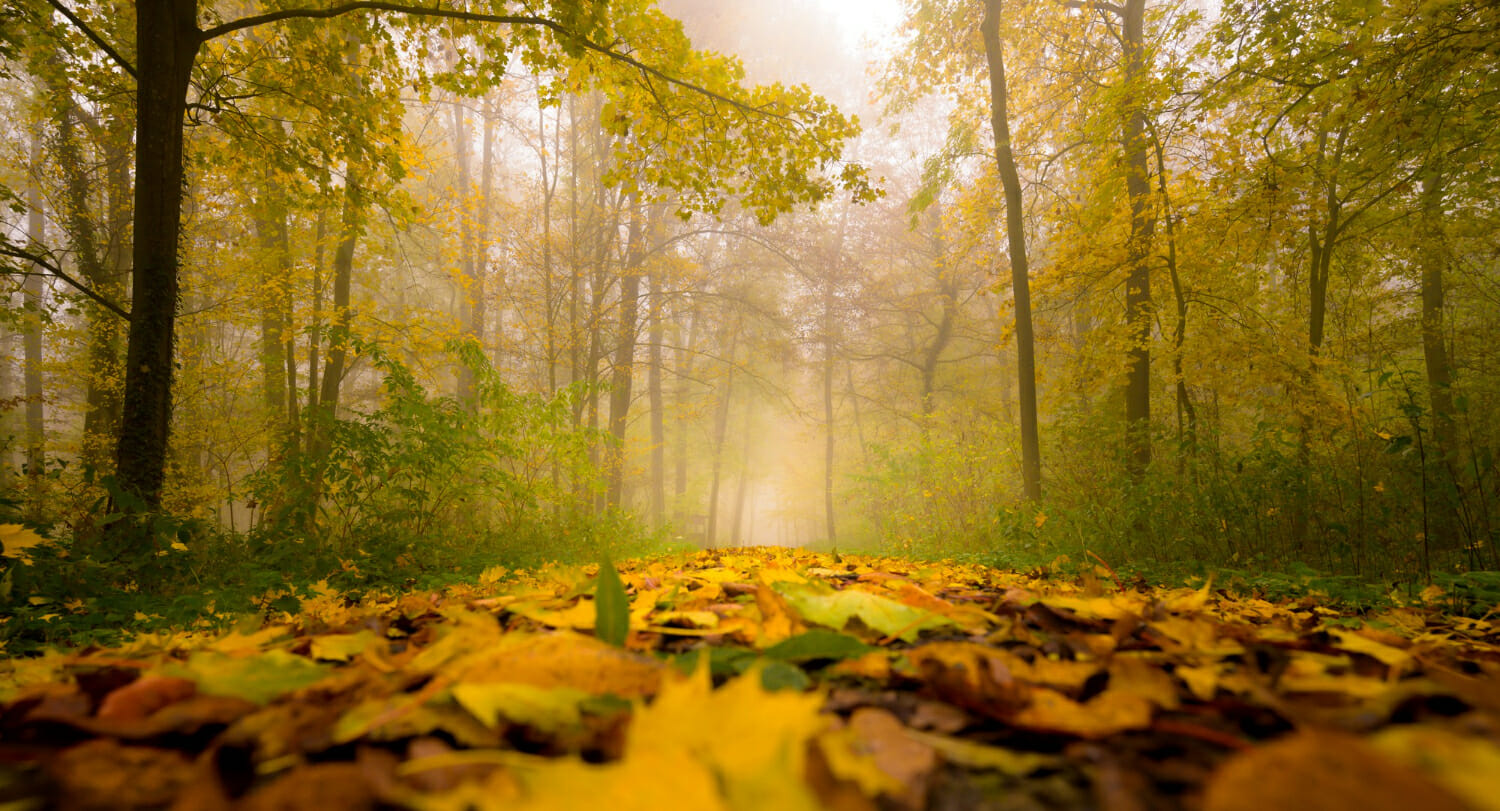 Il nome del mese di Ottobre ha una lunga storia dietro