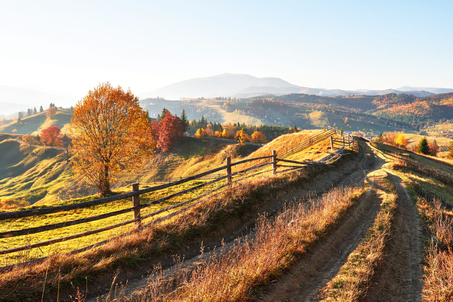 bosco di betulle nel pomeriggio soleggiato durante la stagione autunnale