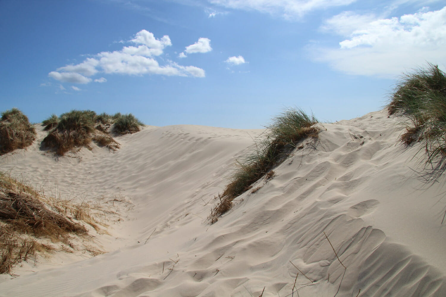 Le dune di sabbia: barriere protettive contro gli uragani