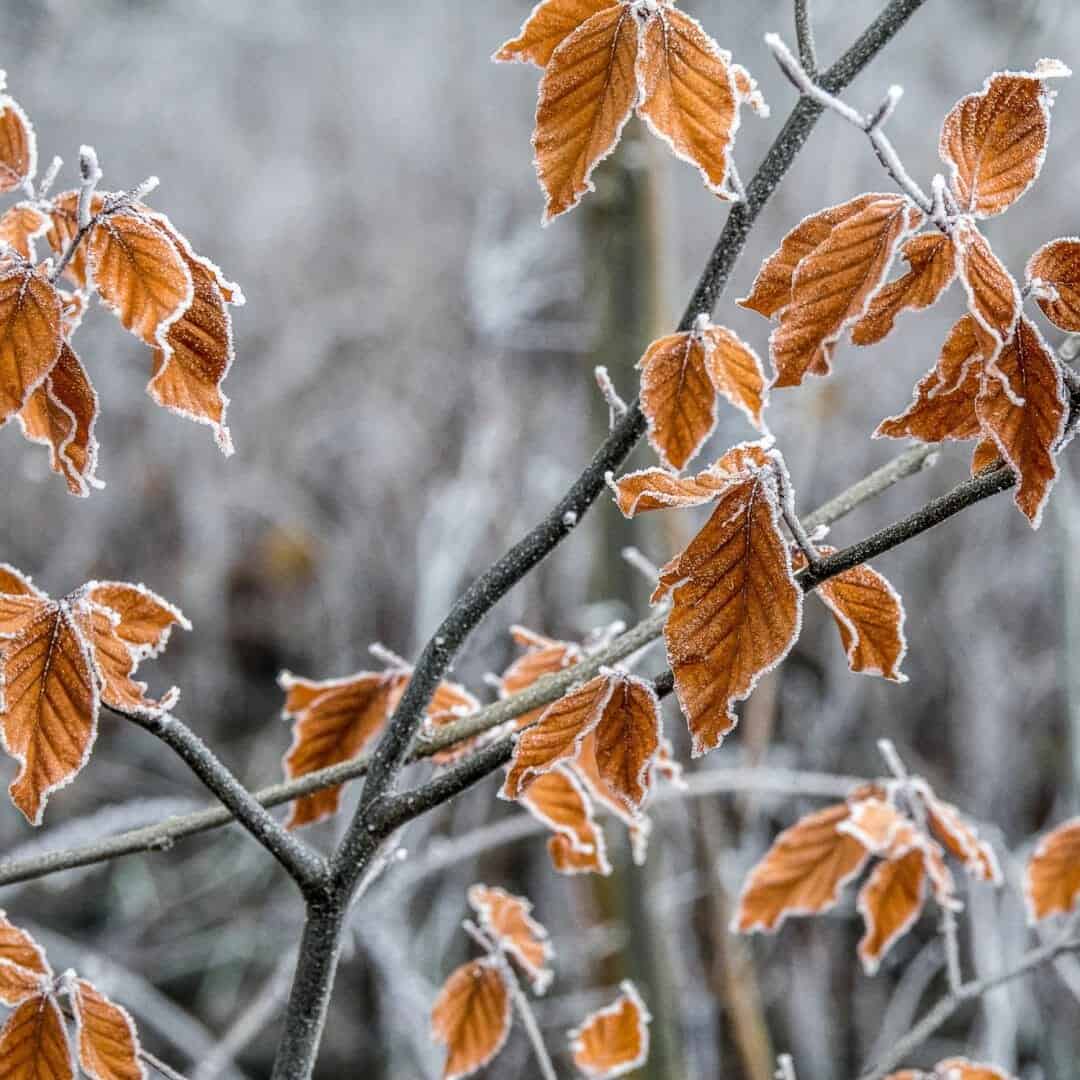 La prima neve arriva in Utah (USA) coprendo il brillante fogliame autunnale di bianco