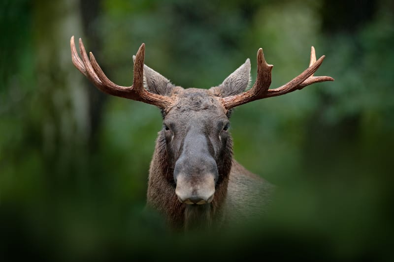 Esplorazione della fauna norvegese attraverso un safari avventuroso