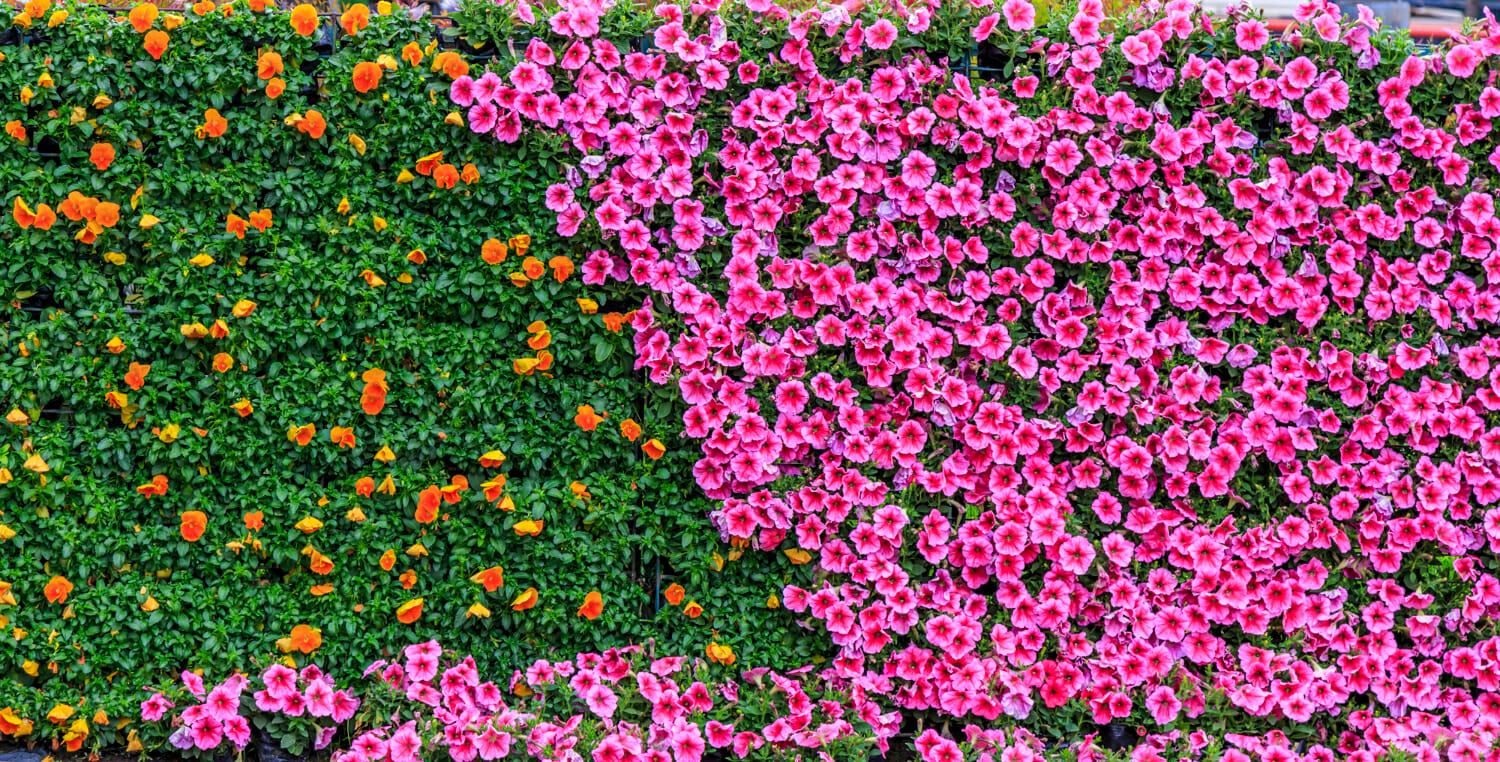 fiori di fiori di pietra fiore pubblico fiore 1