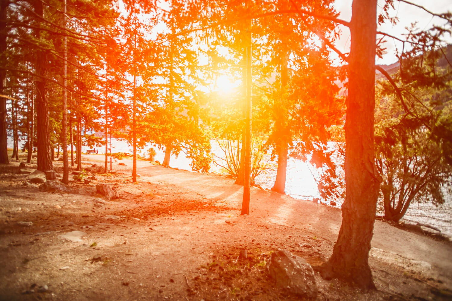 foresta al tramonto