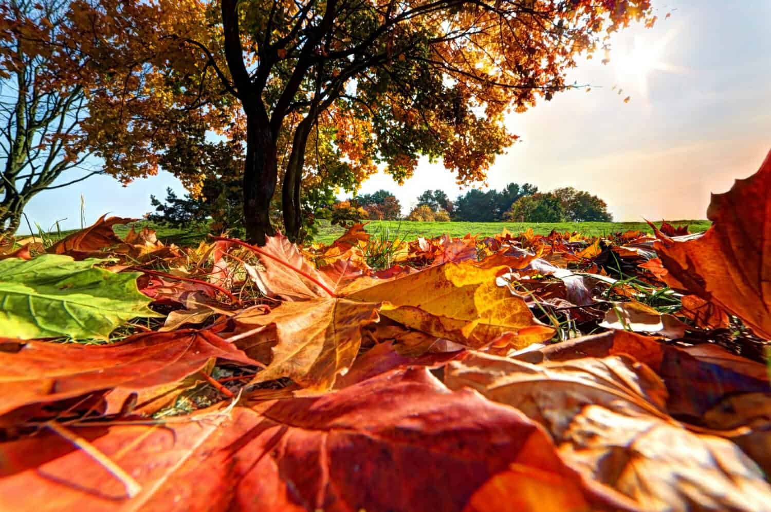 Meteo Ottobre estremo: in Germana il caldo sarà record