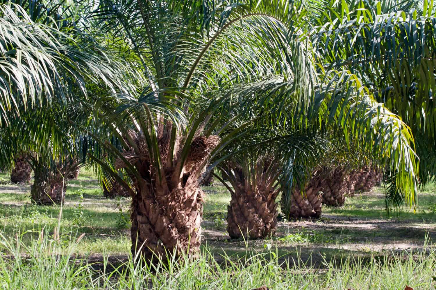 Scoperta un’alternativa all’olio di palma: più salutare e meno dannosa