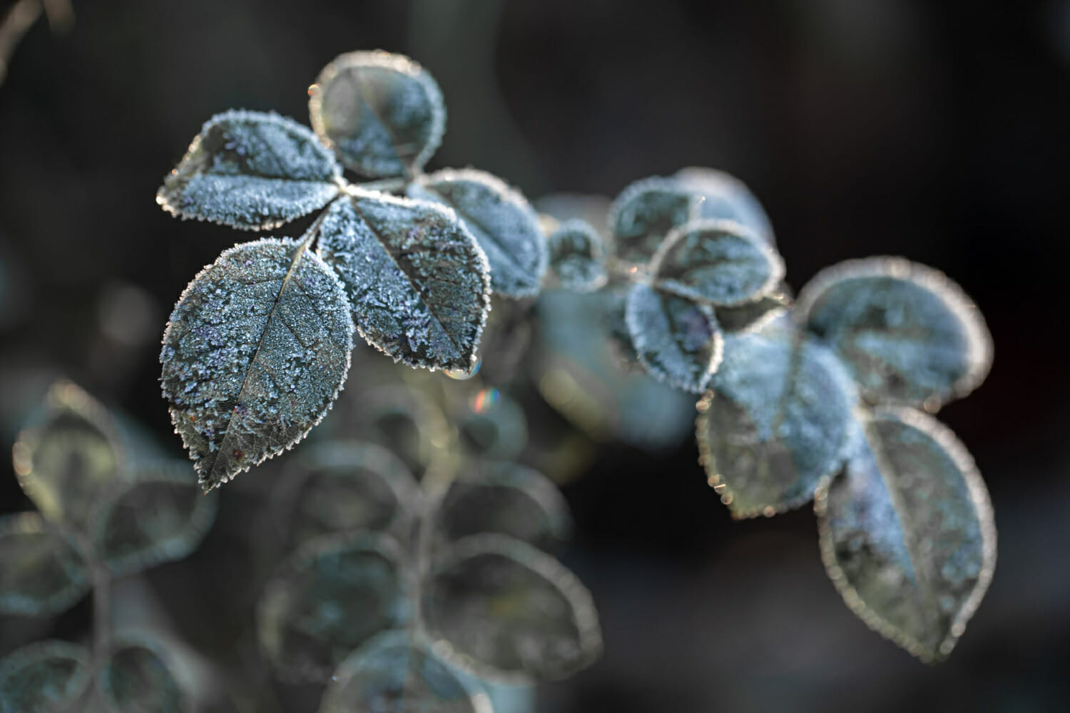 Meteo a Mosca: gelate notturne, prime brinate e formazione di ghiaccio