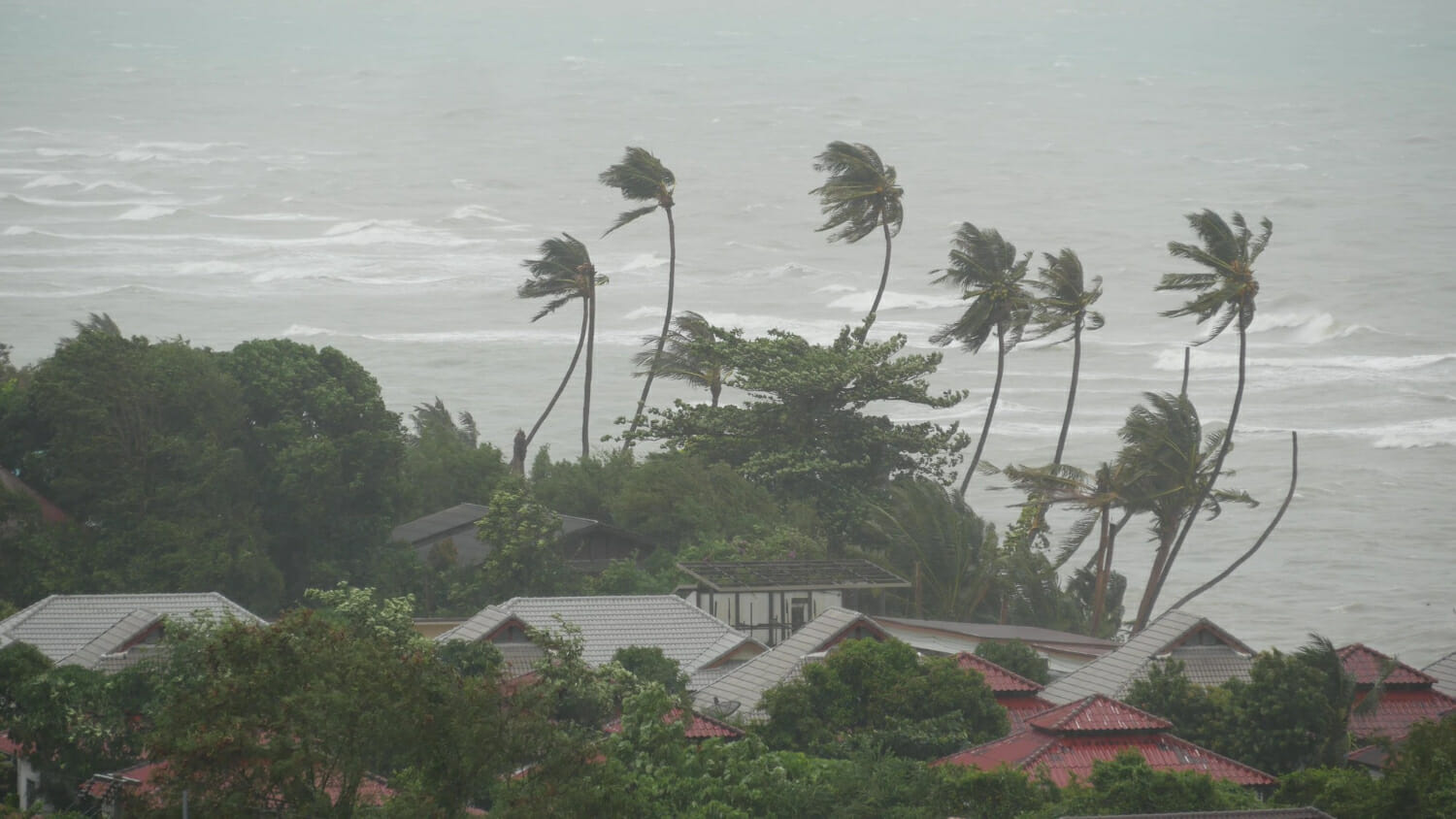 tifone spiaggia dell oceano uragano di disastro naturale forte vento di ciclone e palme tempesta tropicale 1