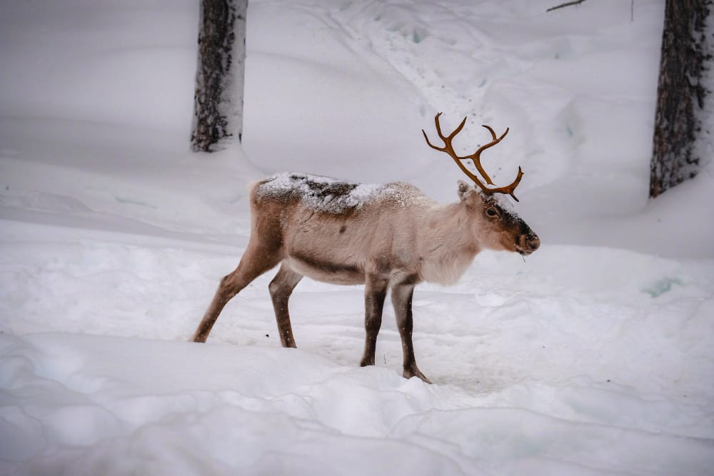 beautiful deer snowy ground forest winter
