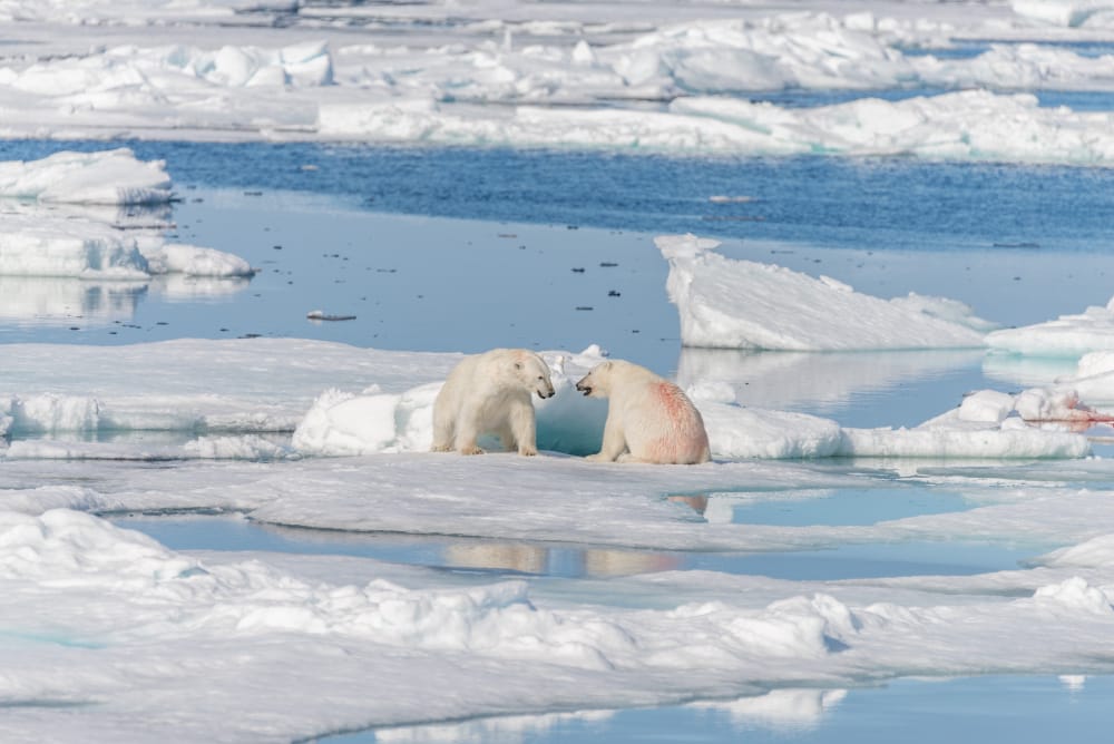 cambiamenti climatici artico orsi polari