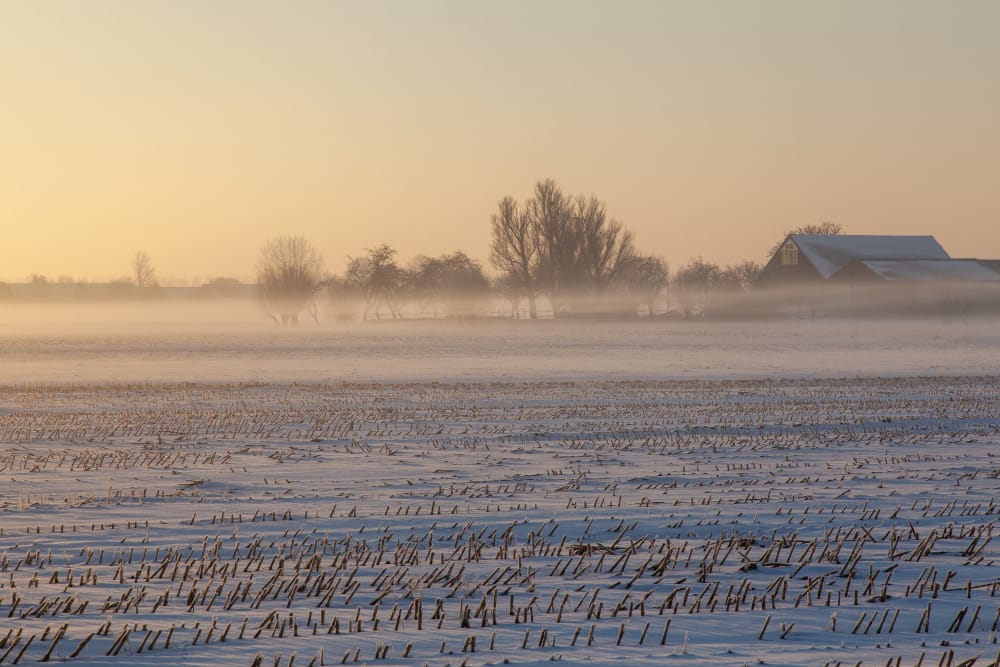 campo nevoso vuoto con nebbia e alberi in lontananza