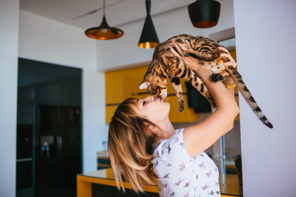 cheerful woman raises bengal cat up standing kitchen