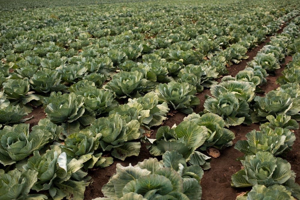 close up delicious organic cabbage
