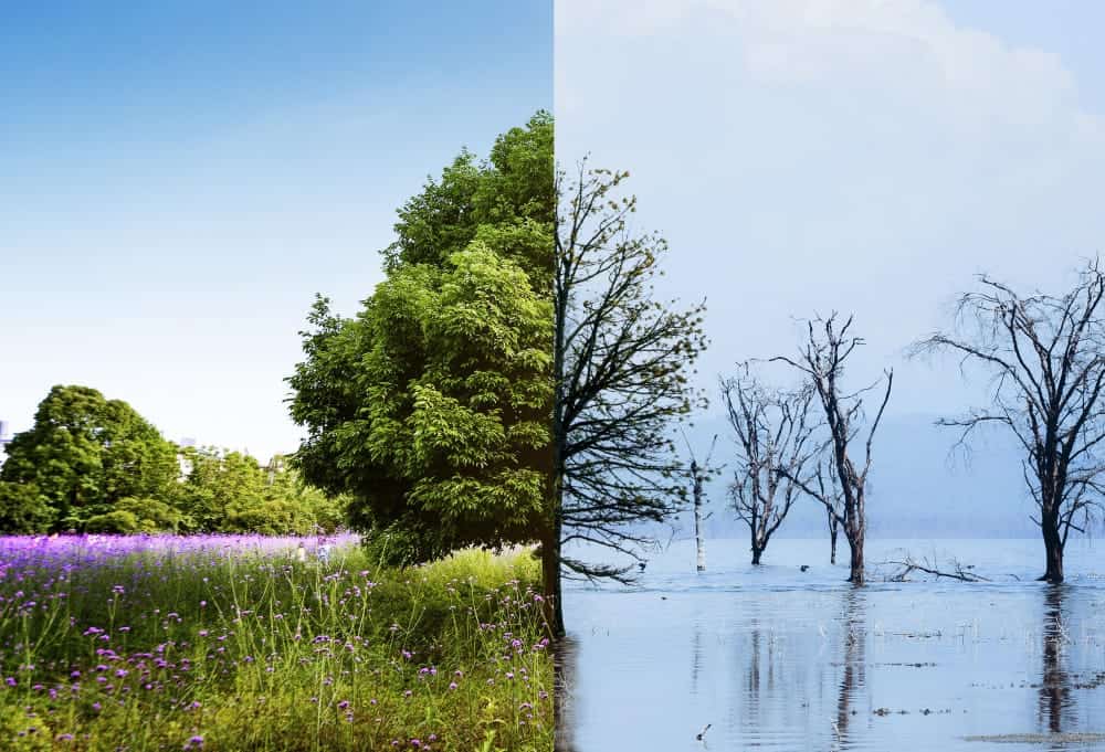 Un nuovo esperto ‍per la lotta al ⁢cambiamento ⁤climatico