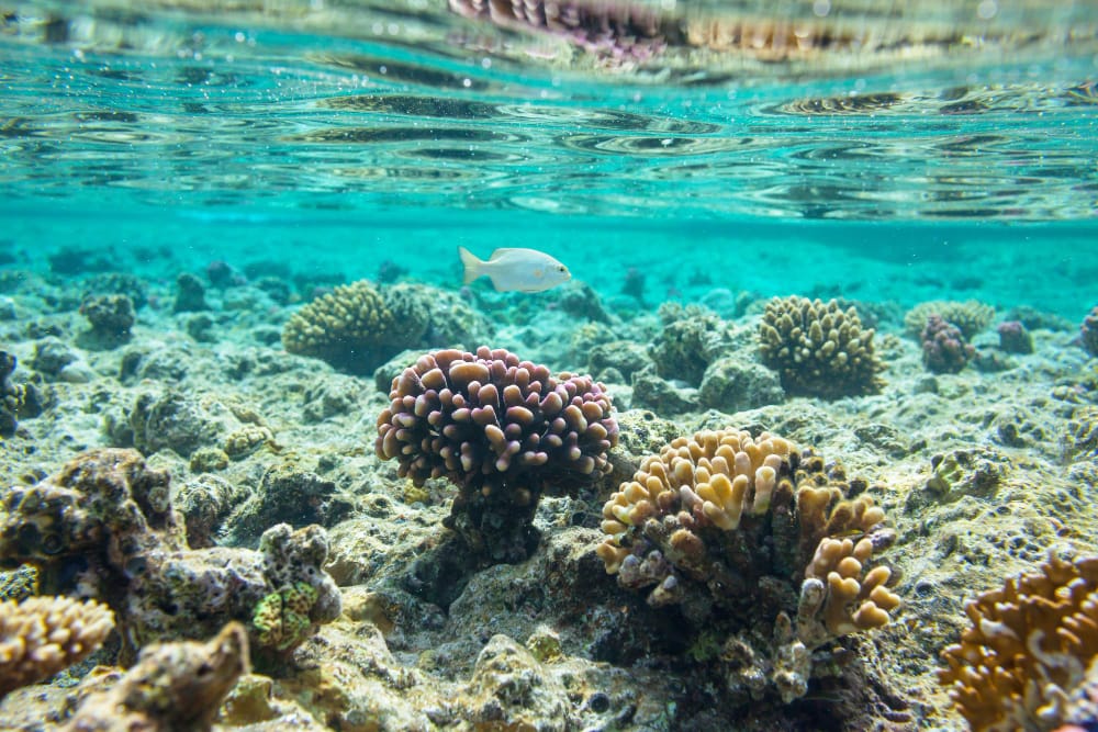 coral reef
