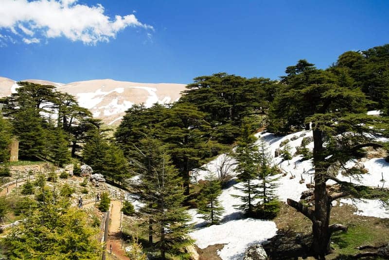 I Cristiani del Libano risentono del cambiamento climatico nella foresta sacra e nella valle