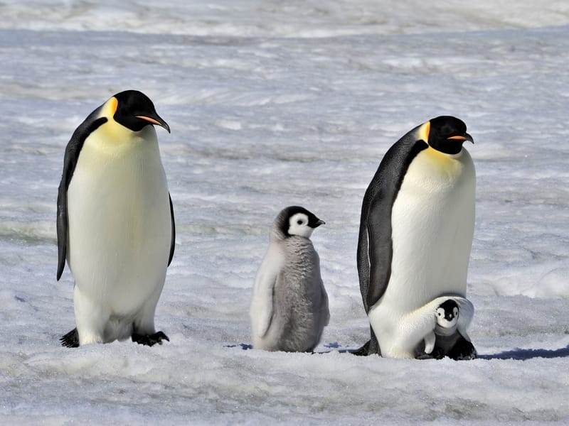 L’inazione sul cambiamento climatico condanna a morte i pulcini di pinguino imperatore