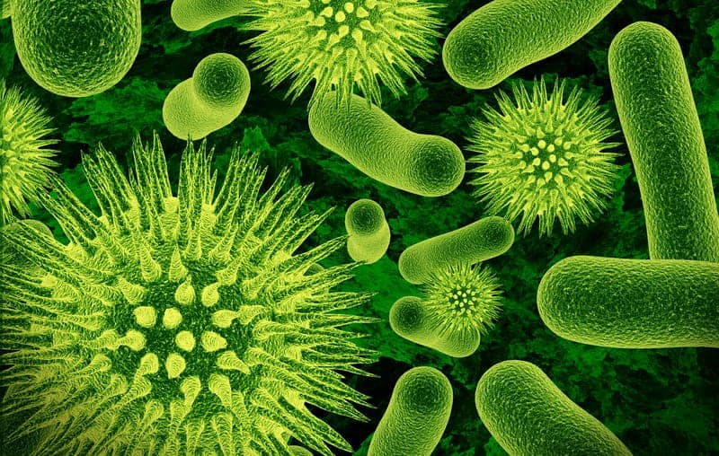 Batteri conservano memorie e le trasmettono per generazioni, rivela uno studio