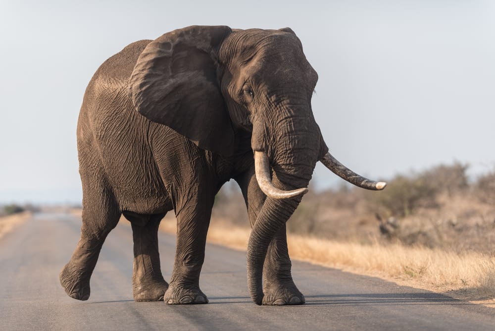 elephant walking road