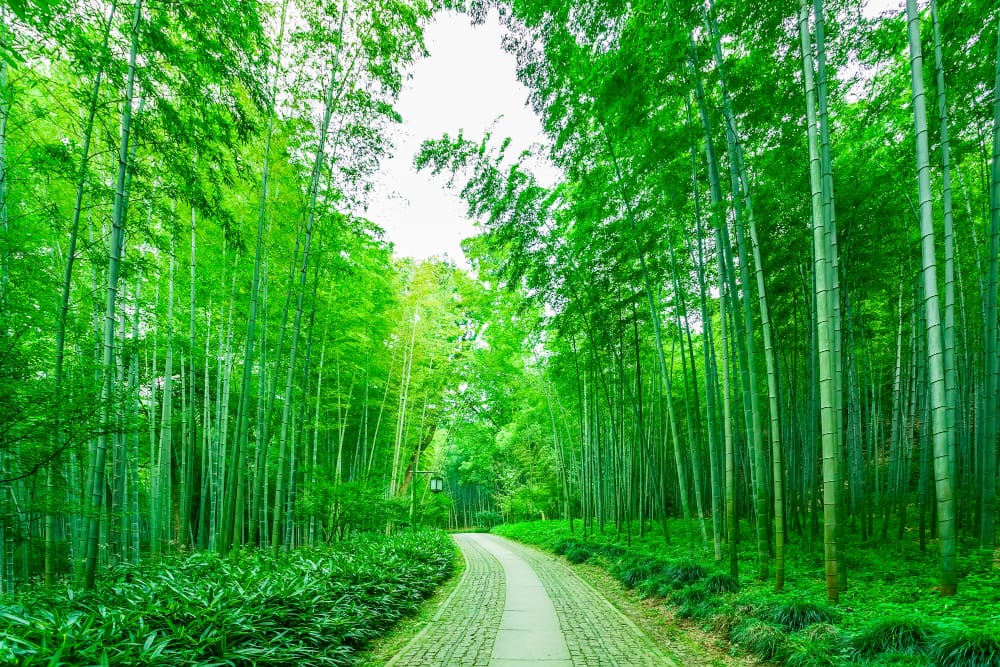 forest nature china growth day