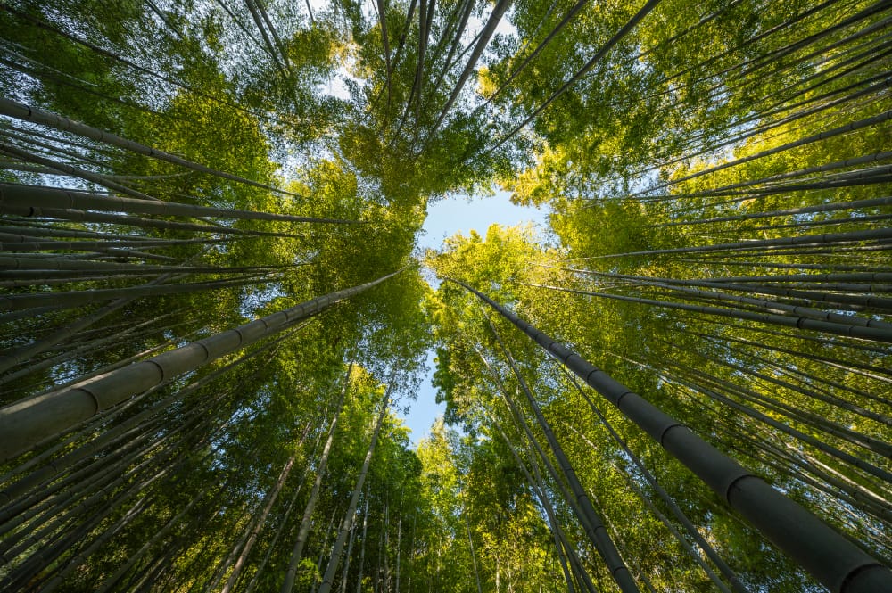foresta con alberi da vicino