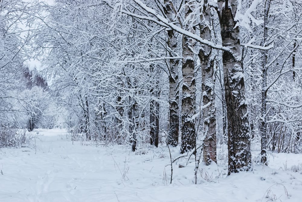 Cronaca Meteo: Nevicata Immacolata a Sestola nell’Appennino Modenese in Diretta
