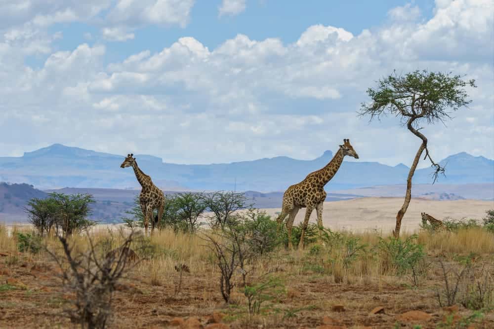 La crisi climatica e i ‍conflitti in Africa Occidentale: un appello per ⁢l’azione