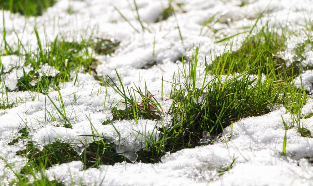 l erba verde del prato sporge dalla neve che si scioglie sotto il sole di primavera