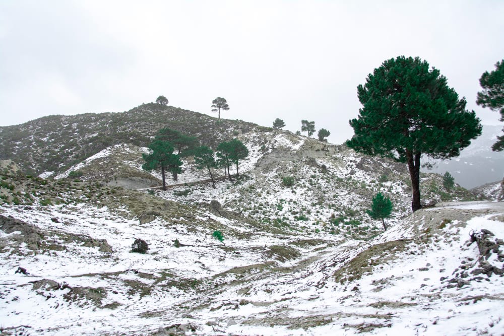 la neve