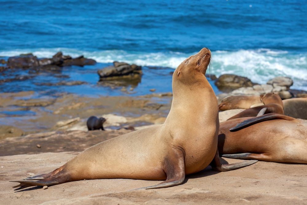 leoni marini seal bay australia
