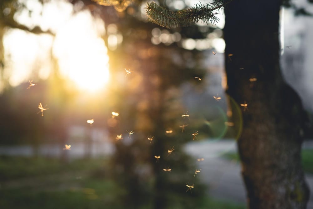 molte zanzare al tramonto