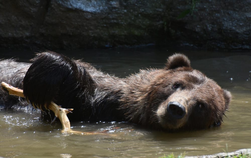 orso bruno si rinfresca in acqua