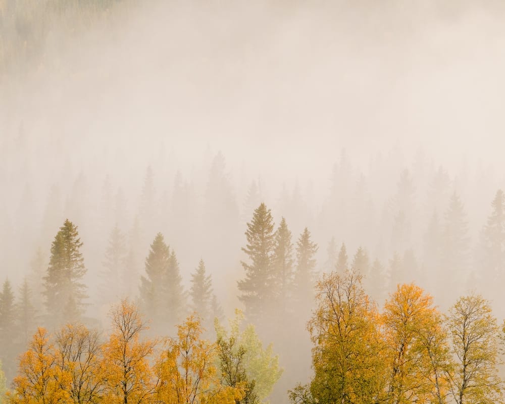 paesaggio di alberi con foglie colorate in una foresta coperta di nebbia