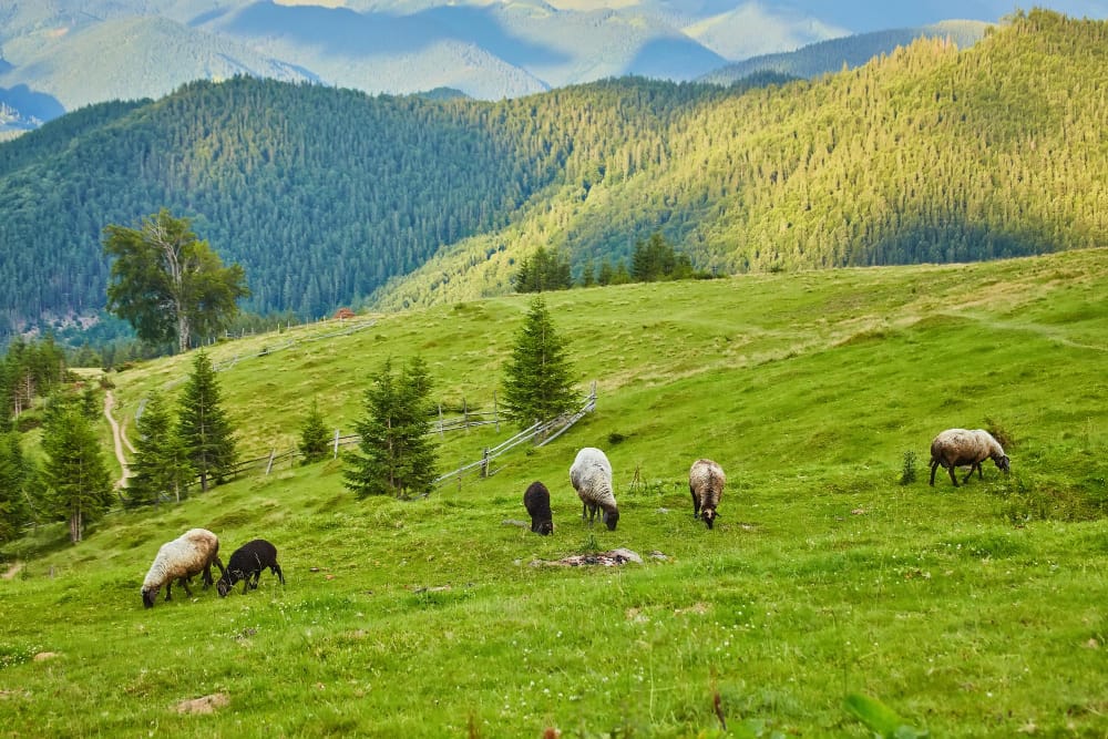 pastorizia montagna