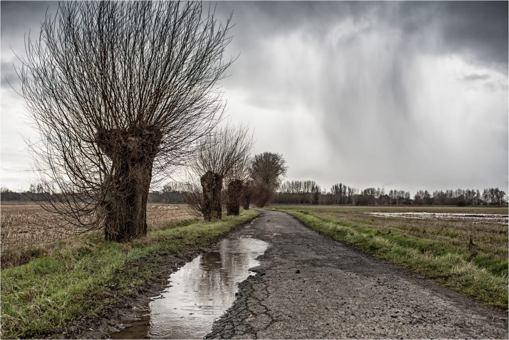 percorso incrinato con una pozzanghera nel mezzo di un campo verde circondato da alberi spogli