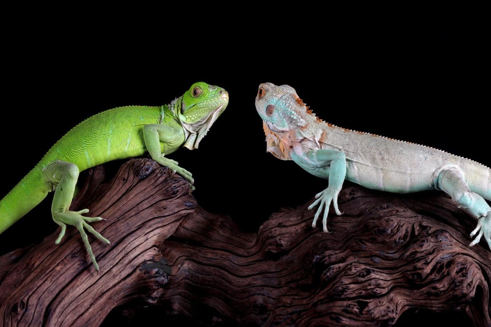primo piano dell iguana blu e verde su legno iguana blu grand cayman iguana blu cyclura lewisi