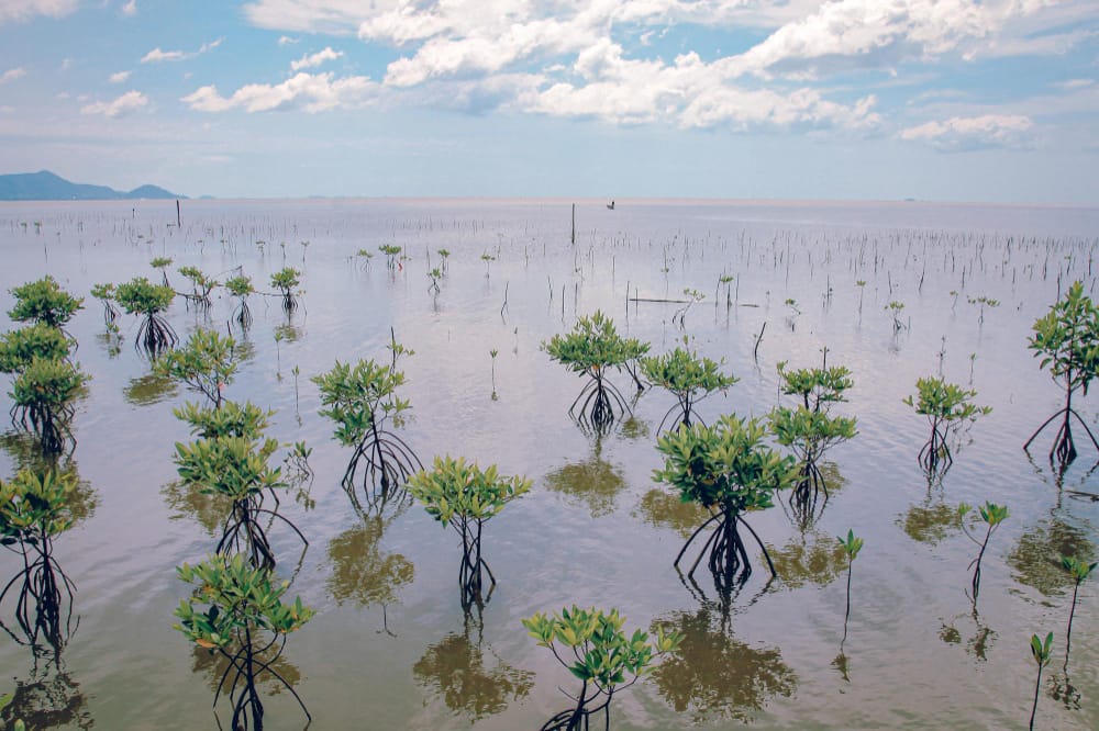 primo piano di alberelli di mangrovie piantati nella foresta di trapeang sangkae a kampot