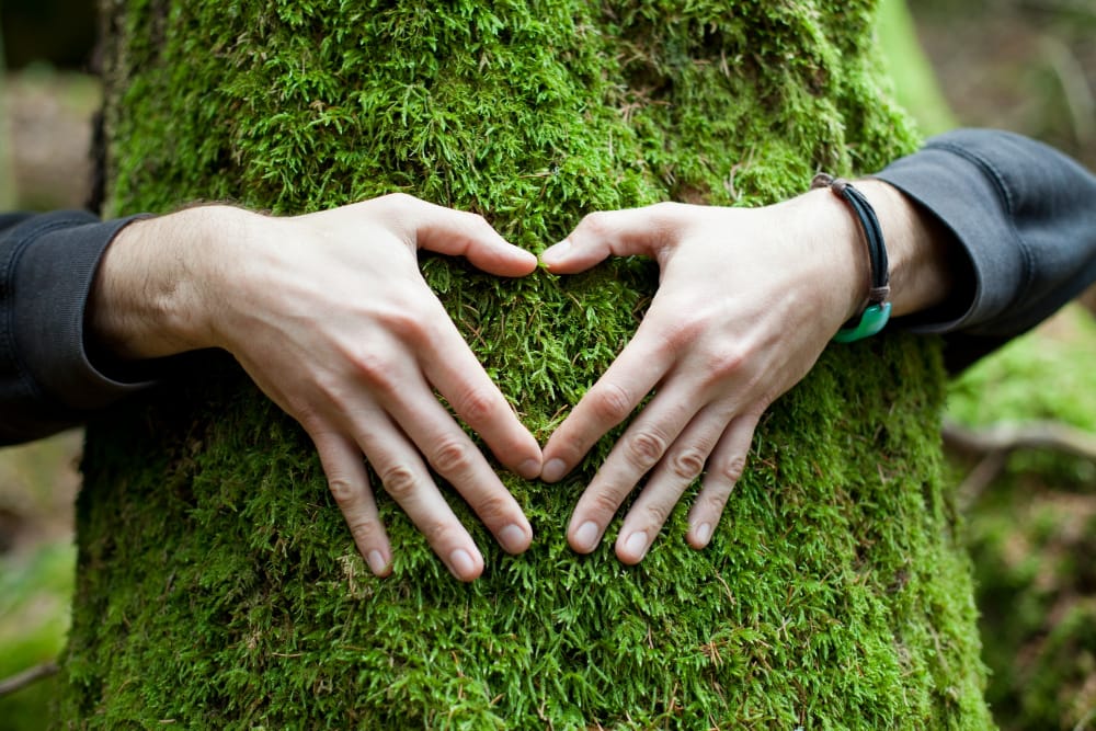 proteggere le foreste