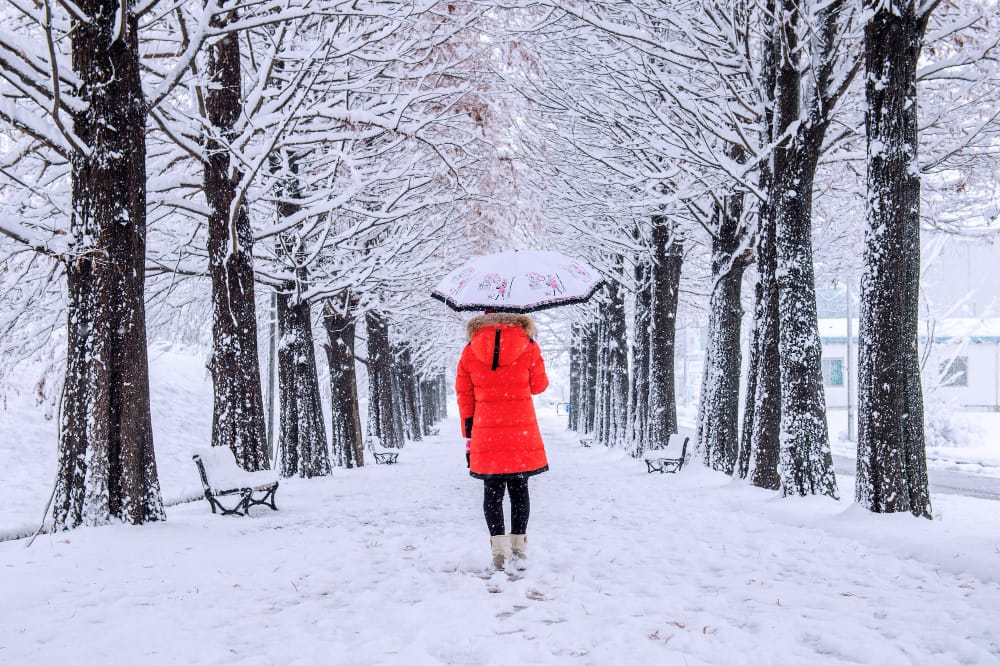 ragazza con l ombrello che cammina sul sentiero e gli alberi di fila inverno