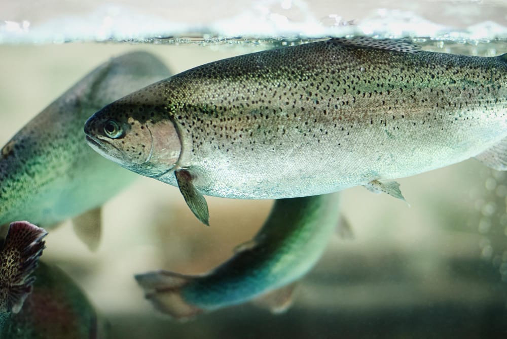 rainbow trout fish swimming aquarium pisciculture aquaculture live fish sale supermarket