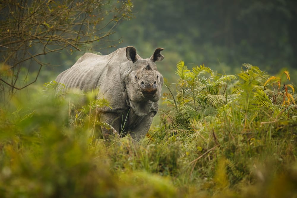 rinocerone specie rischio estinzione