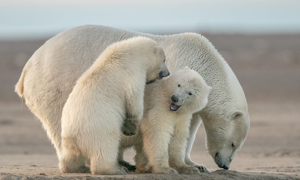 selective focus shot polar bears
