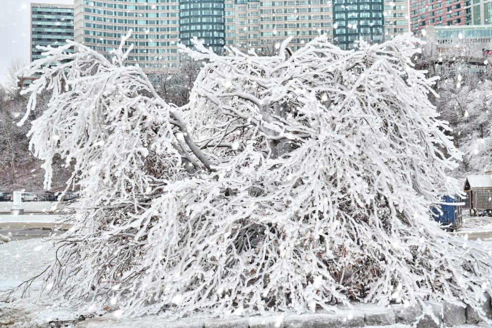 tree covered ice