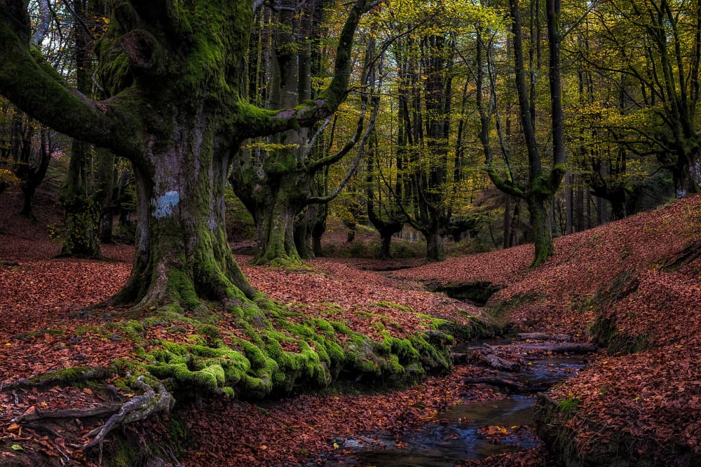 vecchia foresta di faggi in autunno
