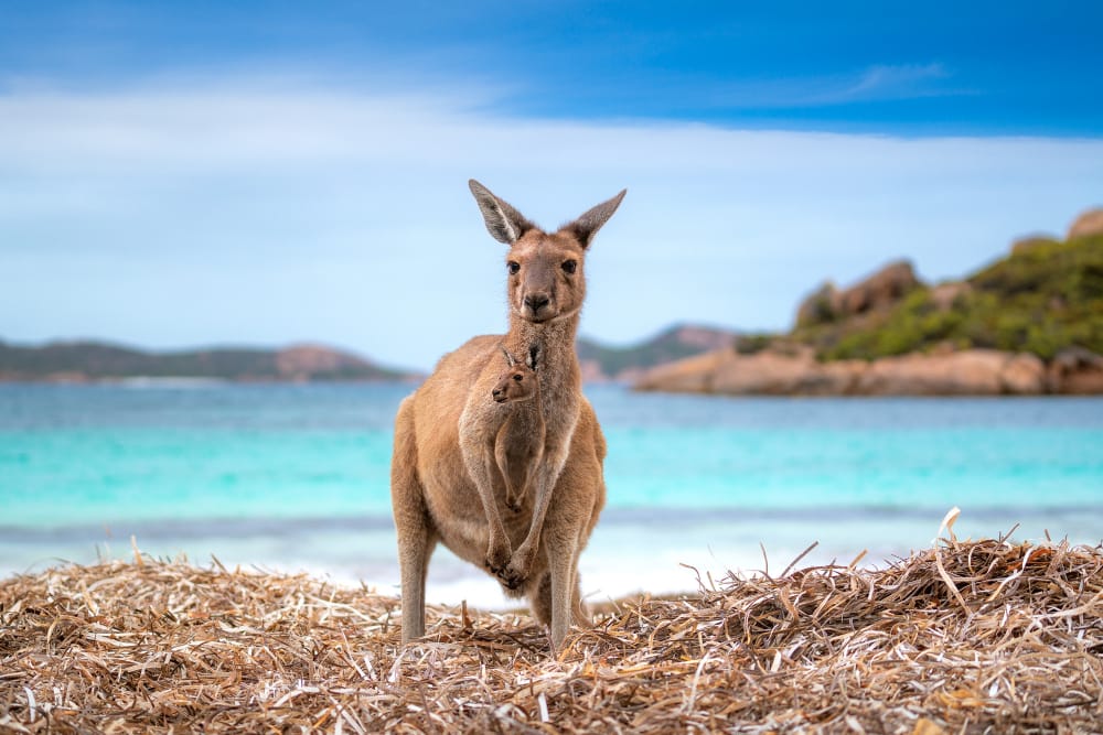 L’Australia e la lotta al cambiamento per proteggere la biodiversità