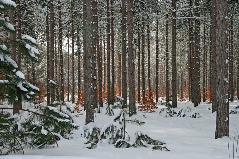 Finlandia e Svezia registrano le temperature più fredde in 25 anni