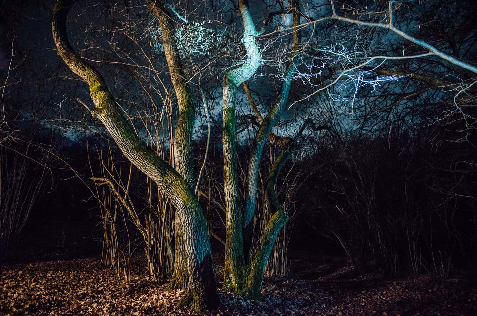 hoia baciu foresta
