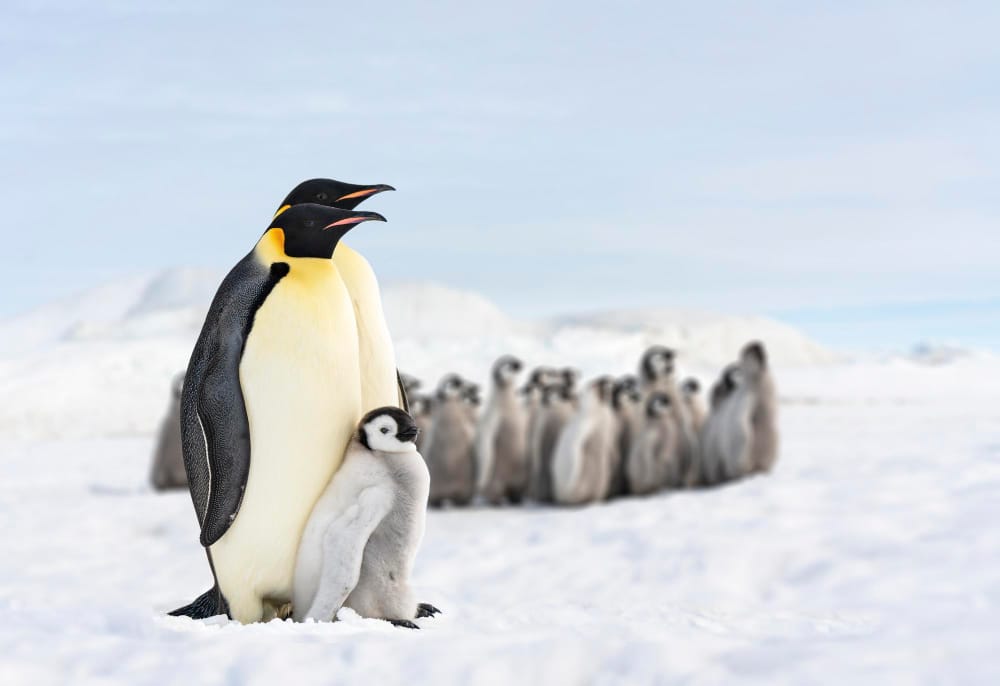 La minaccia del cambiamento climatico: una condanna a morte per i pinguini imperatore